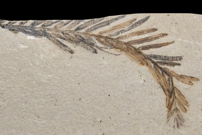 Dawn Redwood (Metasequoia) Fossil - Montana #165164